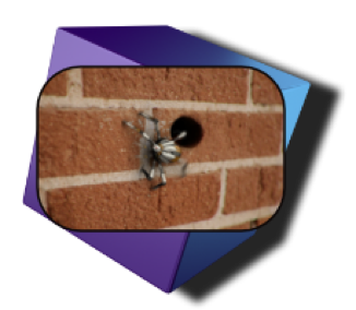 Berry Creative sample icon